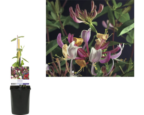 Tryväxt med blomma i kruka