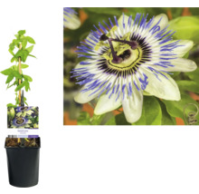 Passionsblomma i kruka