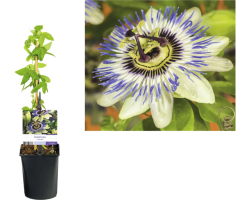 Passionsblomma i kruka