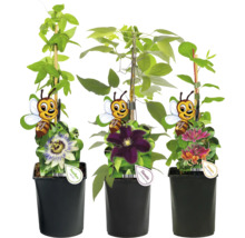 Tre klätterväxter i krukor: passionsblomma, klematis, kaprifol