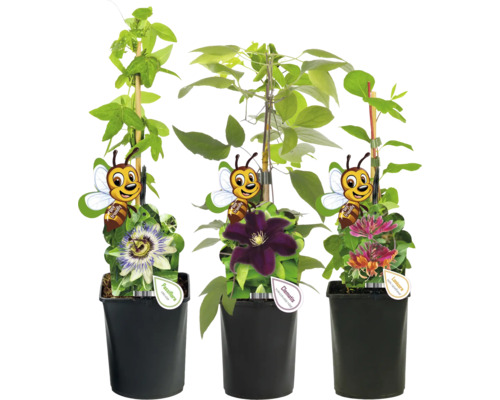 Tre klätterväxter i krukor: passionsblomma, klematis, kaprifol