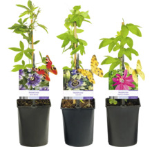 Tre Passiflora växter i krukor med klätterhjälp och sortetikett