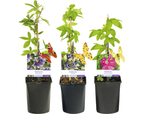 Tre Passiflora växter i krukor med klätterhjälp och sortetikett