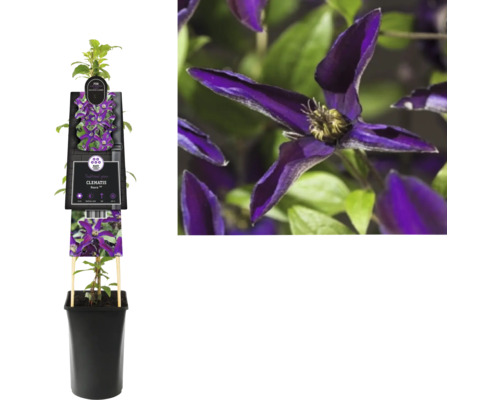 Klematis Noora i kruka