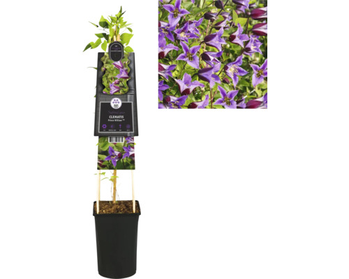 Klematis i kruka med lila blommor