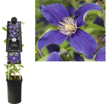 Klematisplanta i kruka med blå blommor