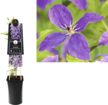 Klematis planta i kruka med lila blommor.
