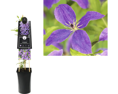 Klematis planta i kruka med lila blommor.