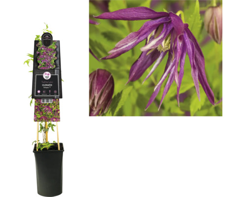 Klematis i kruka med spaljé