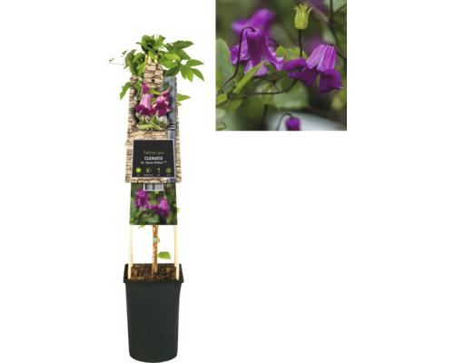 Klematis planta i kruka