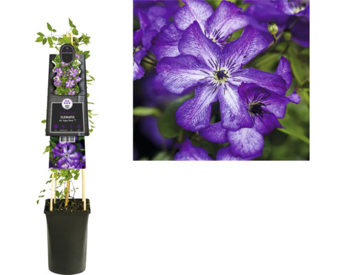 Klematis i kruka med klätterhjälp och lila blommor