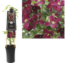 Klematis Viticella i kruka med klätterhjälp och blommande klematis
