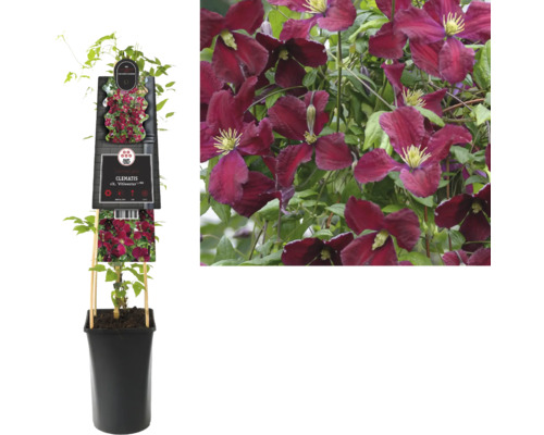 Klematis Viticella i kruka med klätterhjälp och blommande klematis