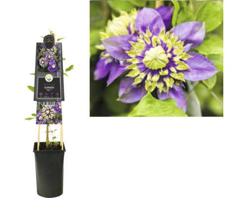 Klematis ''Taiga'' i kruka med spaljé