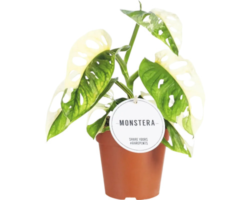 Monstera FLORASELF Monstera adansonii 'Variegata' krukstorlek Ø12cm