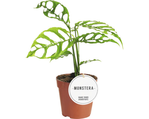 Monstera FLORASELF Monstera obliqua 'Peru' krukstorlek Ø12cm