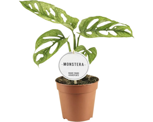 Monstera FLORASELF Monstera adansonii 'Mint' krukstorlek Ø12cm