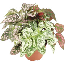 Rosenstänk Tricolor FLORASELF Hypoestes krukstorlek Ø12cm