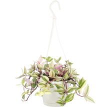 Hängande växt i kruka med upphängningsanordning