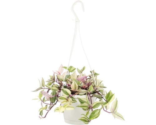 Tremastarblomma FLORASELF Tradescantia Pink Pampas 17cm ampelmått Ø12cm Hängande växt i kruka med upphängningsanordning