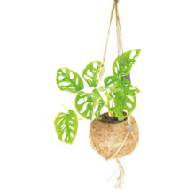 Kokodamaampel FLORASELF Monstera höjd inkl. kruka ca 30cm krukstorlek Ø17cm