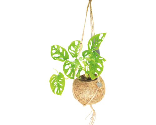 Kokodamaampel FLORASELF Monstera höjd inkl. kruka ca 30cm krukstorlek Ø17cm Hängande växt i kokosnötskruka med repupphängning