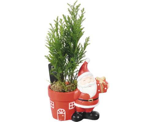 Ädelcypressarrangemang FLORASELF Ellwoodii Santa ca 25cm