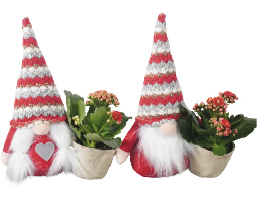 Krukväxtarrangemang FLORASELF Kalanchoe Gnome ca 24cm