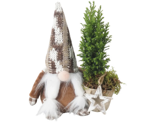 Ädelcypressarrangemang FLORASELF Ellwoodii Gnome ca 25cm