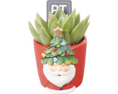 Suckulentarrangemang FLORASELF Christmas ca 12cm