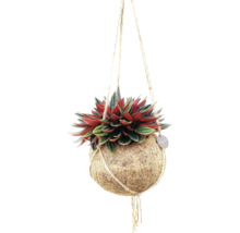 Hängande växt med kokosfiberboll och snören