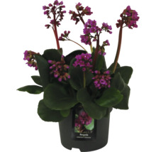 Bergenia i kruka med purpurröda blommor.