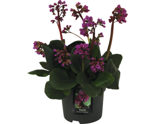 Bergenia i kruka med purpurröda blommor.
