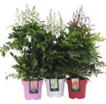 Tre Astilbe-växter i krukor med olika blomfärger