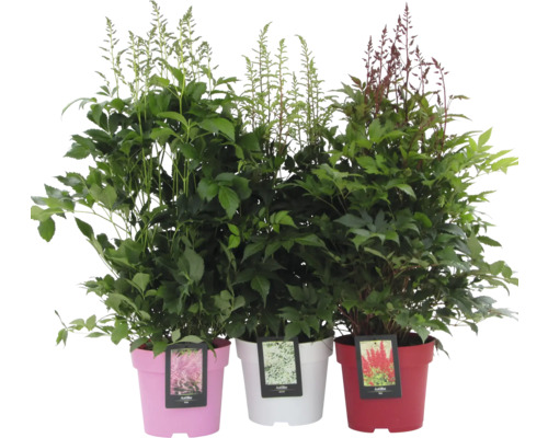 Tre Astilbe-växter i krukor med olika blomfärger