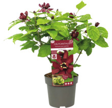 Falskt apelsinträd Hartlage Wine i kruka med mörka blommor och gröna blad.