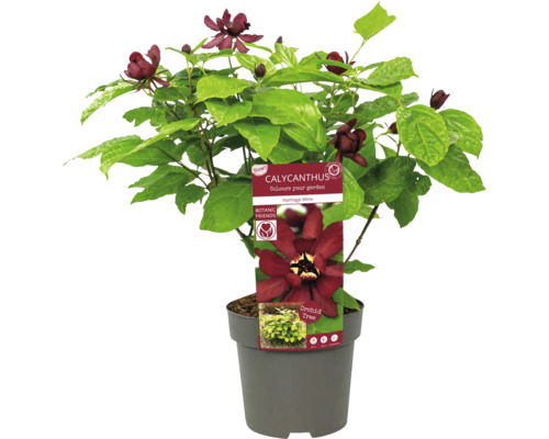 Falskt apelsinträd Hartlage Wine i kruka med mörka blommor och gröna blad.