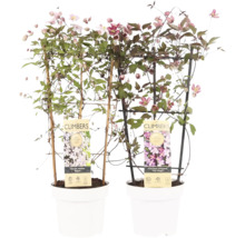 Två Clematis Montana-växter i vita krukor med klätterhjälpmedel.