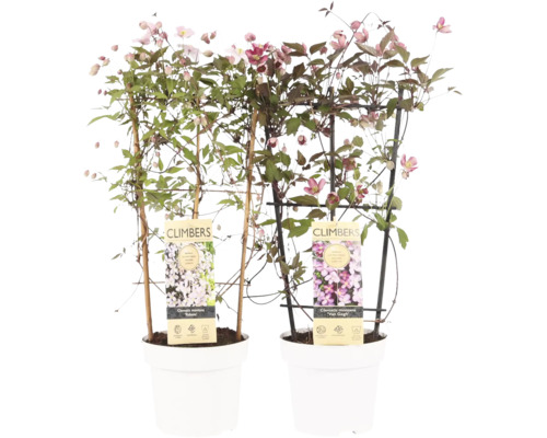 Två Clematis Montana-växter i vita krukor med klätterhjälpmedel.