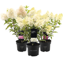 Tre krukhortensior med vita blommor och gröna blad