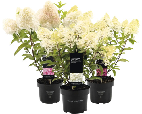 Tre krukhortensior med vita blommor och gröna blad