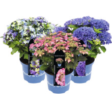 Tre hortensior i kruka med olika blomfärger