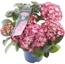 Trädgårdshortensia i kruka med rosa blommor