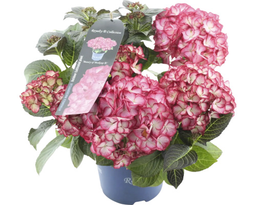 Trädgårdshortensia i kruka med rosa blommor
