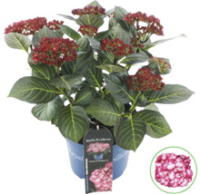 Syrenhortensia i kruka med röda blommor