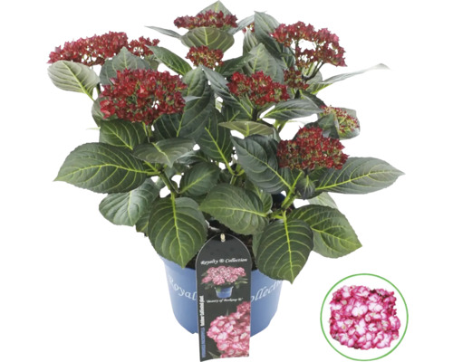Syrenhortensia i kruka med röda blommor