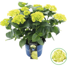 Hortensia i kruka med gröna blommor och blad