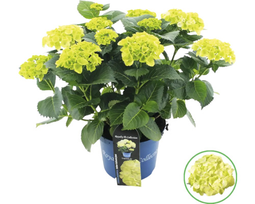 Hortensia i kruka med gröna blommor och blad