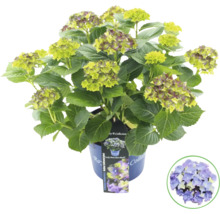Hortensia växt i kruka med gröna och violetta blommor