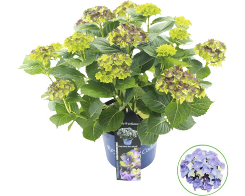 Hortensia växt i kruka med gröna och violetta blommor